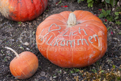 Herzlich willkommen, cucurbita pumpkin pumpkins from autumn harv