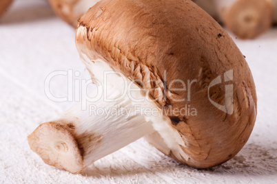 Fresh brown portobello or agaricus mushrooms