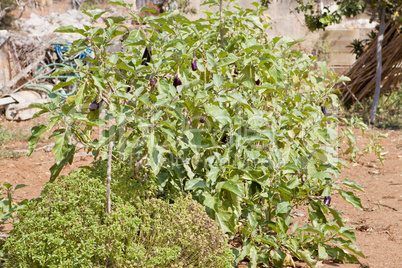 healthy eggplant aubergine purple outdoor in summer