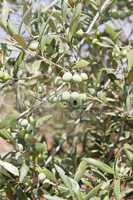 olive plants in summer on olive plantation