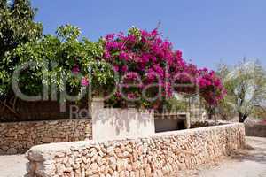 mediterranean brick entrance garden with pink flowers