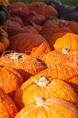 Halloween big Halloween cucurbita pumpkin pumpkins from autumn h