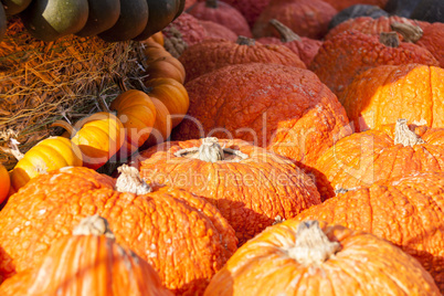 Halloween big Halloween cucurbita pumpkin pumpkins from autumn h