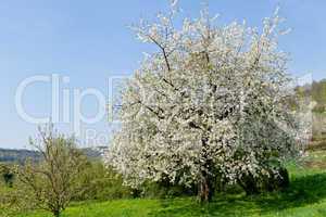 blooming trees in garden in spring