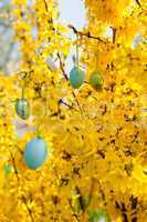 easte egg and forsythia tree in spring outdoor