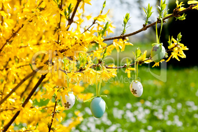 easte egg and forsythia tree in spring outdoor