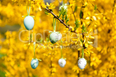 easte egg and forsythia tree in spring outdoor