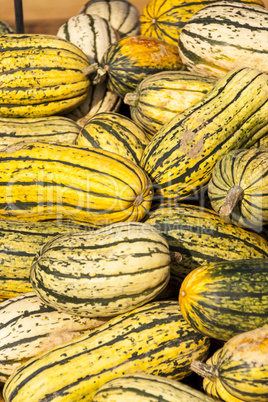 Delicata sweet Potato cucurbita pumpkin pumpkins from autumn har