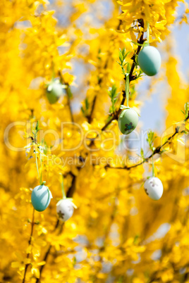 easte egg and forsythia tree in spring outdoor