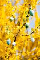 easte egg and forsythia tree in spring outdoor