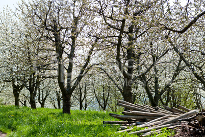 blooming trees in garden in spring