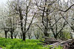 blooming trees in garden in spring