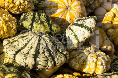 Warted Patission cucurbita pumpkin pumpkins from autumn harvest