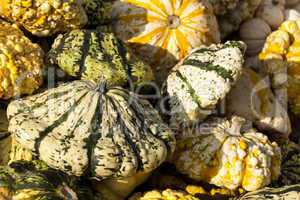 Warted Patission cucurbita pumpkin pumpkins from autumn harvest