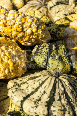 Warted Patission cucurbita pumpkin pumpkins from autumn harvest