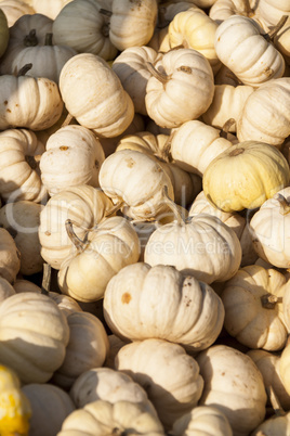 Baby Boo White Mandarin cucurbita pumpkin pumpkins from autumn h