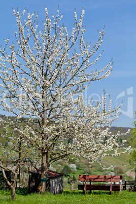 blooming trees in garden in spring