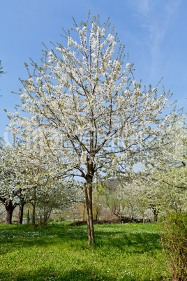 blooming trees in garden in spring