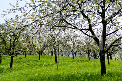 blooming trees in garden in spring