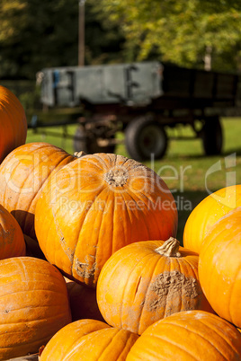 Halloween big Halloween cucurbita pumpkin pumpkins from autumn h