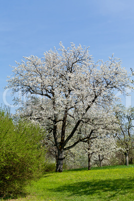 blooming trees in garden in spring