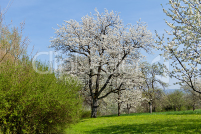 blooming trees in garden in spring