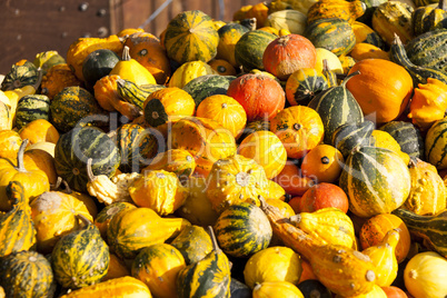 decoration mini pumpkin cucurbita pumpkin pumpkins from autumn h
