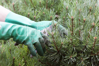 Close Up of Hands Trimming Grass with Clippers