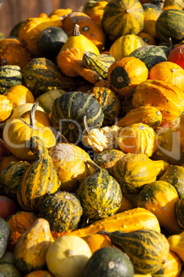 decoration mini pumpkin cucurbita pumpkin pumpkins from autumn h