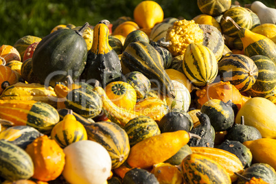 decoration mini pumpkin cucurbita pumpkin pumpkins from autumn h