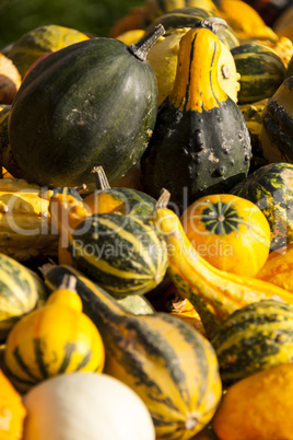 decoration mini pumpkin cucurbita pumpkin pumpkins from autumn h