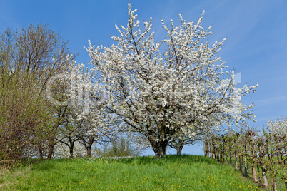 blooming trees in garden in spring