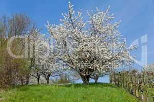 blooming trees in garden in spring