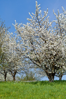 blooming trees in garden in spring