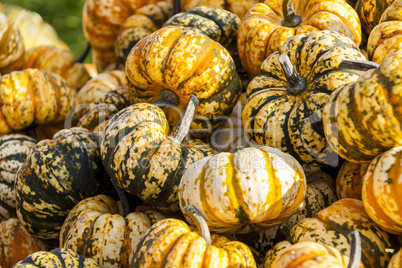 Sweet Lightning Microwave cucurbita pumpkin pumpkins from autumn