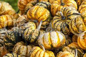 Sweet Lightning Microwave cucurbita pumpkin pumpkins from autumn