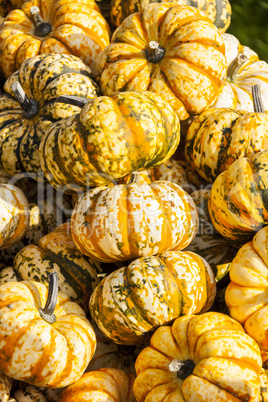 Sweet Lightning Microwave cucurbita pumpkin pumpkins from autumn