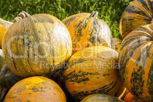 Oil Lady Godiva cucurbita pumpkin pumpkins from autumn harvest