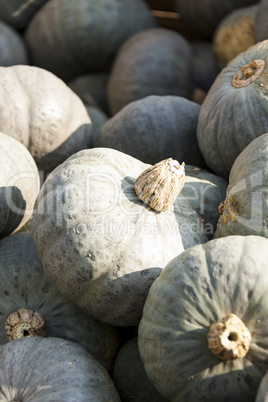 Blue blauer Hokkaido cucurbita pumpkin pumpkins from autumn harv