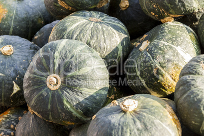 Green Grüner Hokkaido cucurbita pumpkin pumpkins from autumn ha