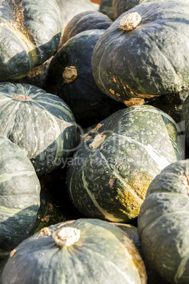 Green Grüner Hokkaido cucurbita pumpkin pumpkins from autumn ha