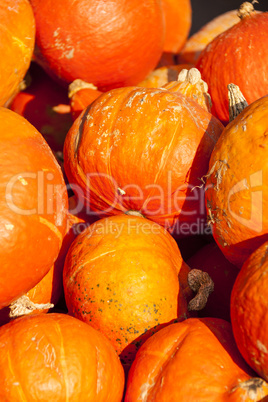 red roter Hokkaido cucurbita pumpkin pumpkins from autumn harves