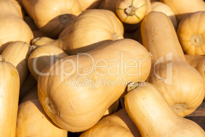 Butternut Butternuss cucurbita pumpkin pumpkins from autumn harv