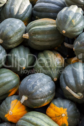Mesa Queen Eichelkürbis Winterhorn cucurbita pumpkin pumpkins f