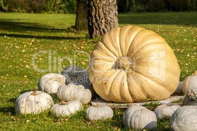 Cucurbita Maxima Giant Pumpkin cucurbita pumpkin pumpkins from a