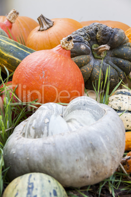 Different maxima and pepo cucurbita pumpkin pumpkins from autumn