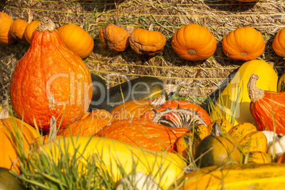 Different maxima and pepo cucurbita pumpkin pumpkins from autumn