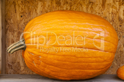 Halloween big Halloween cucurbita pumpkin pumpkins from autumn h