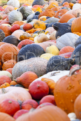 Different maxima and pepo cucurbita pumpkin pumpkins from autumn