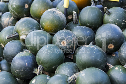 Rondini cucurbita pumpkin pumpkins from autumn harvest